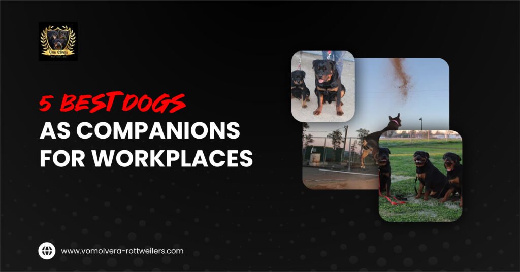 best dogs for workplaces