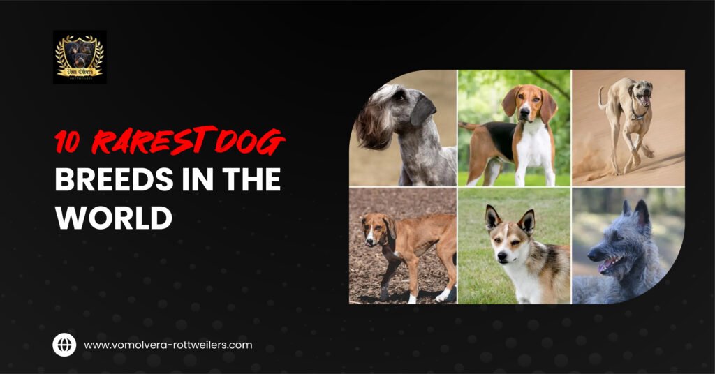 rarest dog breeds in the world