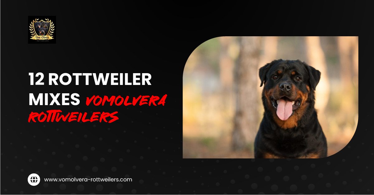 12 Rottweiler Mixes (With Pictures)