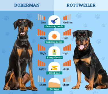 dober vs rottwielers
