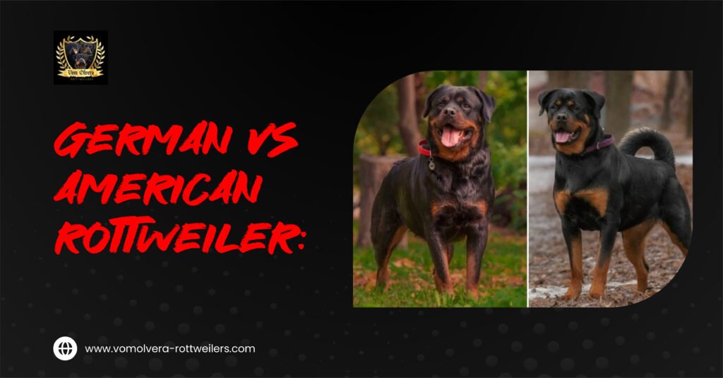 German vs American Rottweiler