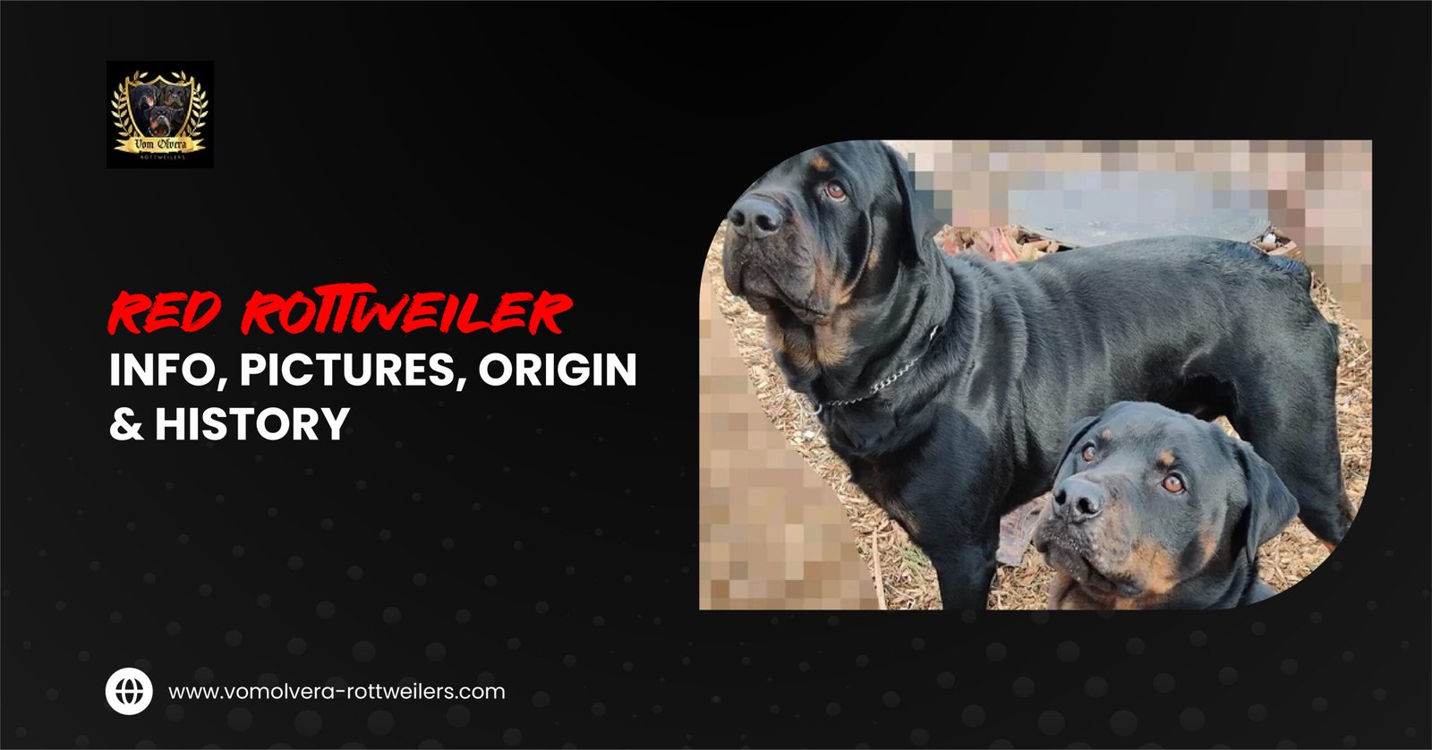 Red Rottweiler dog showing lighter rust markings compared to standard black and tan Rottweiler