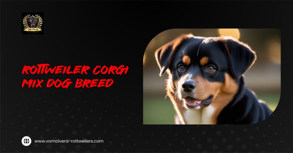 Rottweiler Corgi mix dog breed