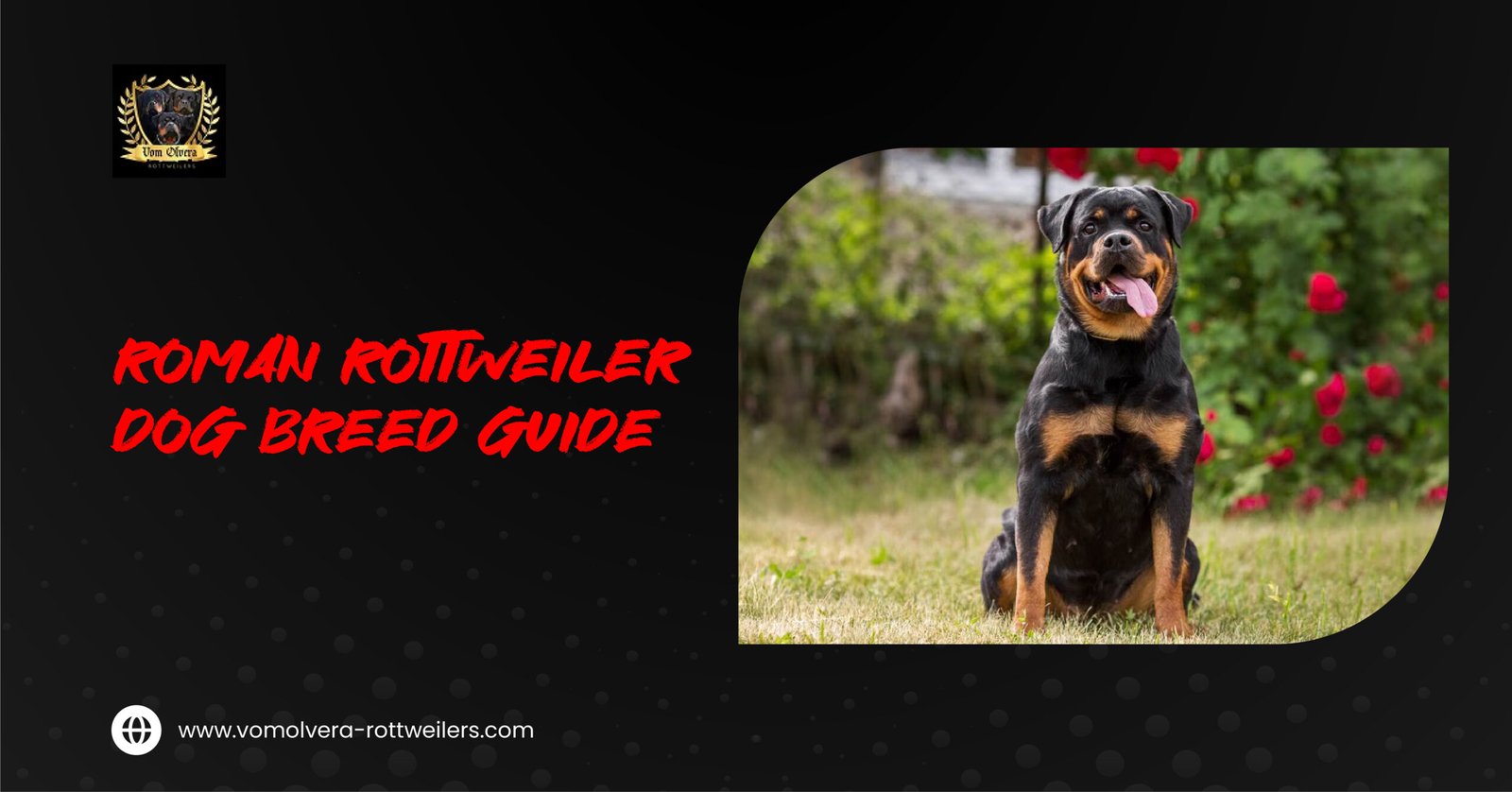 Roman Rottweiler dog breed