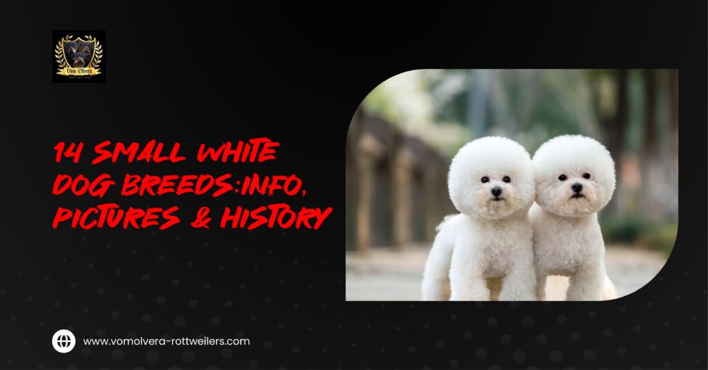 14 Small white dog breeds