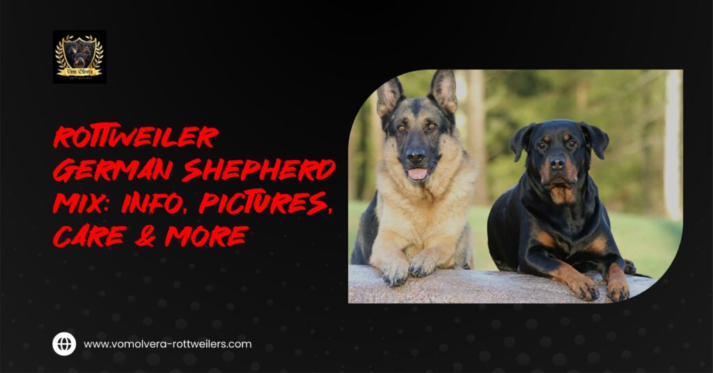 Rottweiler German Shepherd mix