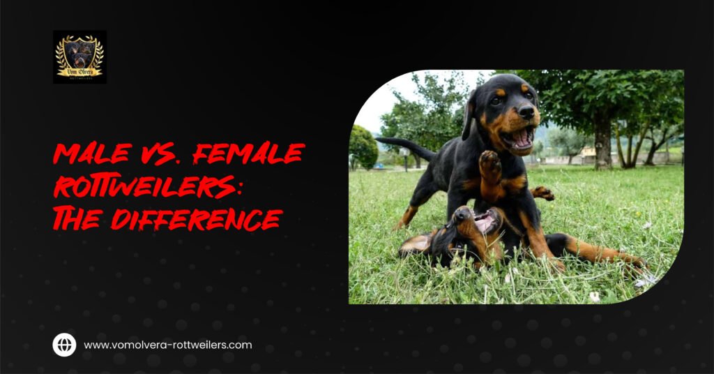 Rottweiler gender differences