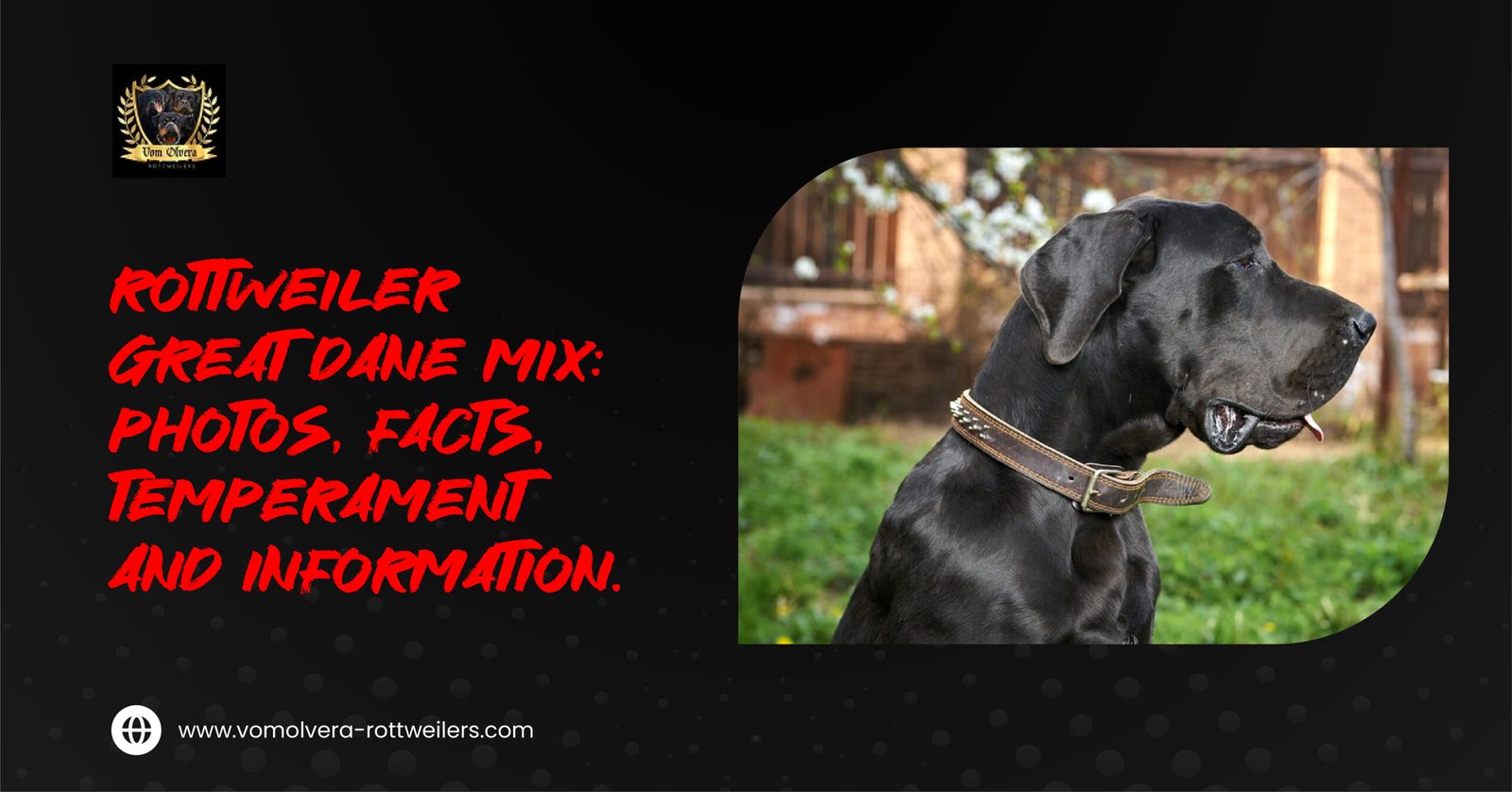 Rottweiler Great Dane mix