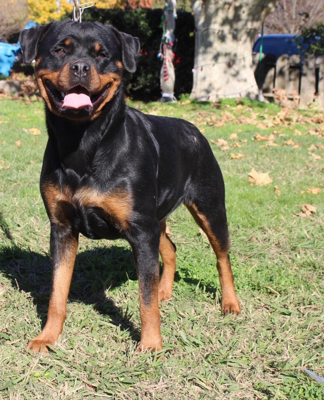 Rottweiler